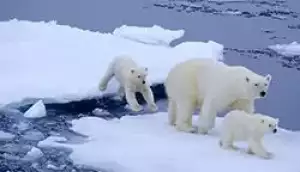 Polarni medvjed. Opis životinja, brza značajka
